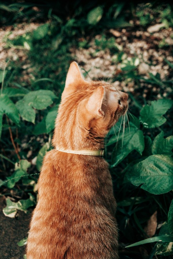 Comment concevoir un jardin communautaire urbain, avec des conseils sur la planification, le financement et l'entretien ?