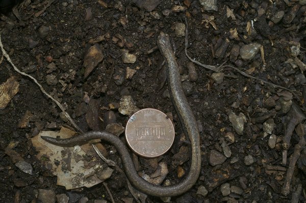 Bataille de fleurs chanvre : og kush ou lemon haze ?
